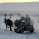Illustration for article titled Russian Soldiers Go Native For Arctic Ops Using Reindeer And Dogsleds
